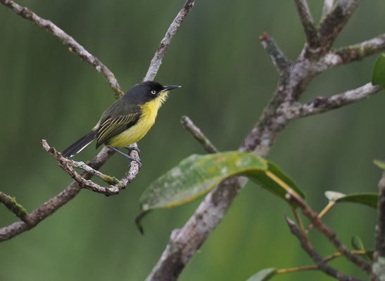 GELBBAUCH-SPATELTYRANN, COMMON TODY-FLYCATCHER, TODIROSTRUM CINEREUM