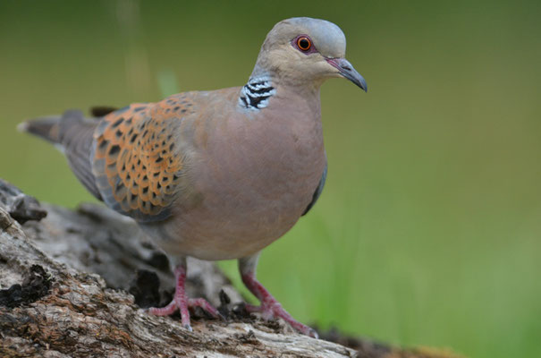 TURTELTAUBE, TURTLE DOVE, STREPTOPELIA TURTUR