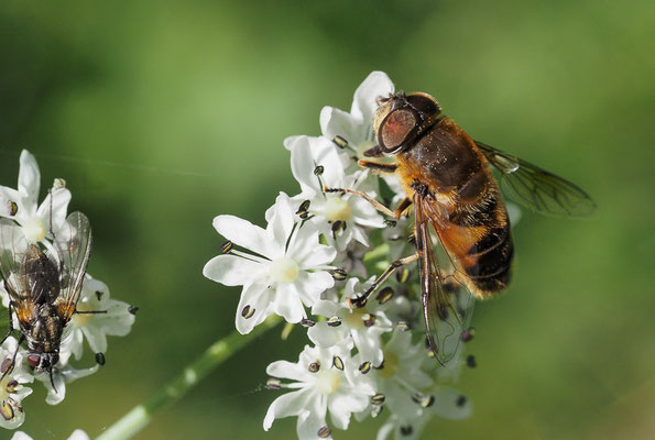 GEBIRGS-KEILFLECKSCHWEBFLIEGE, ERISTALIS JUGORUM