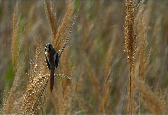 BARTMEISE, BEARDED REEDLING, PANURUS BIARMICUS
