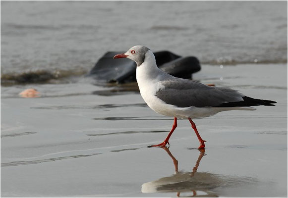 GRAUKOPFMÖWE, GREY-HEADED GULL, LARUS CIRROCEPHALUS