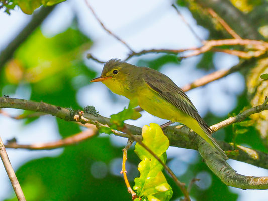 Gelbspötter, icterine warbler, hippolais icterina