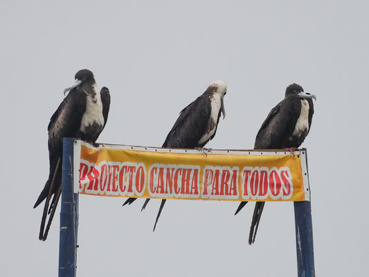 PRACHTFREGATTVOGEL, MAGNIFICENT FRIGATEBIRD - FREGATA MAGNIFCENS
