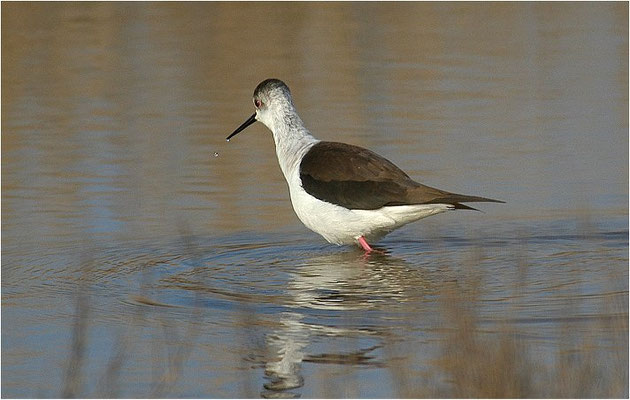 STELZENLÄUFER, BLACK-WINGED STILT, HIMANTOPUS HIMANTOPUS