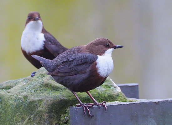 WASSERAMSEL, DIPPER, CINCLUS CINCLUS