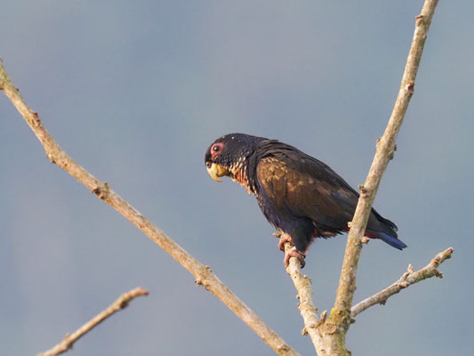 Glanzflügelpapagei, Bronze-winged Parrot - Pionus chalcopterus