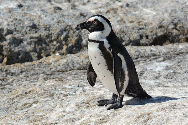 KAPPINGUIN, AFRICAN PENGUIN, PESPHENISCUS DEMERSUS