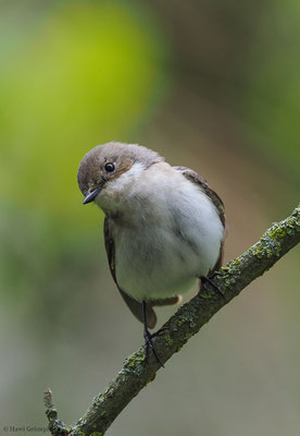 TRAUERSCHNÄPPER, PIED FLYCATCHER, FICEDULA HYPOLEUCA