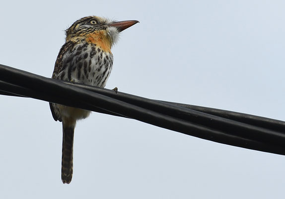 FLECKENFAULVOGEL, SPOT-BACKED PUFFBIRD, NYSTALUS MACULATUS