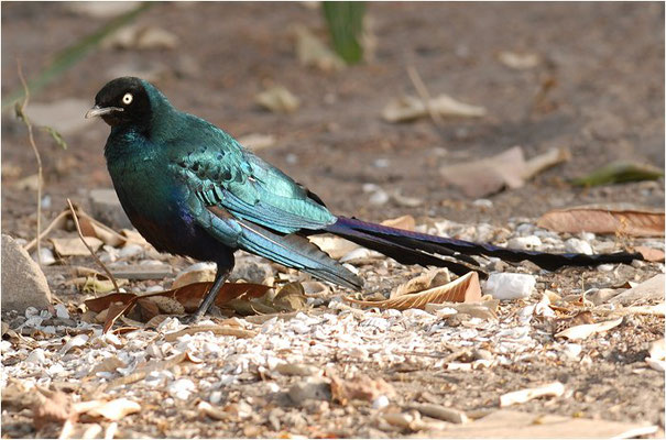 LANGSCHWANZGLANZSTAR, LONG-TAILED GLOSSY STARLING, LAMPROTORNIS CAUDATUS