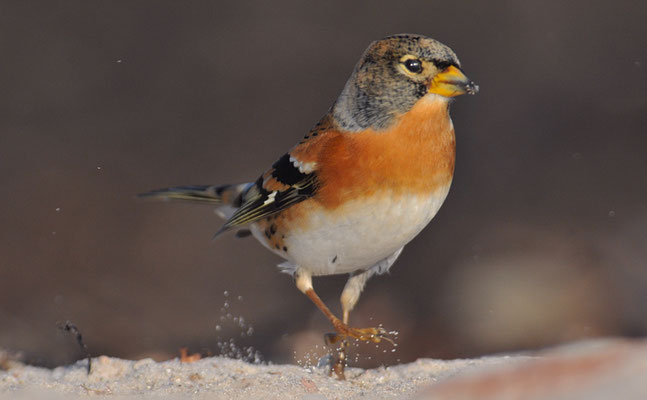 BERGFINK, BRAMBLING, FRINGILLA MONTIFRINGILLA