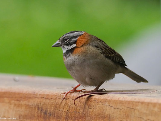 MORGENAMMER, RUFOUS-COLLARED SPARROW - ZONOTRICHIA CAPENSIS