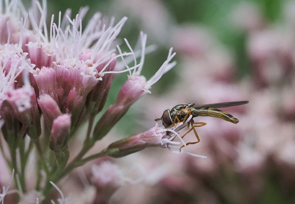 GLÄNZENDE SCHWARZKOPFSCHWEBFLIEGE, MELANOSTOMA MELLINUM
