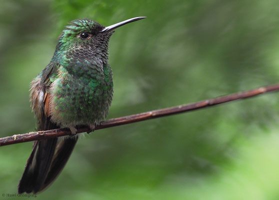 STREIFENSCHWANZKOLIBRI, STRIPE-TAILED HUMMINGBIRD, EUPHERUSA EXIMIA