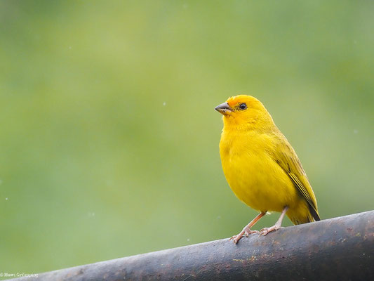 SAFRANAMMER, SAFFRON FINCH - SICALIS FLAVEOLA