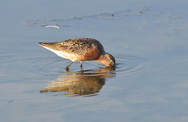 SICHELSTRANDLÄUFER, CURLEW SANDPIPER, CALIDRIS FERRUGINEA