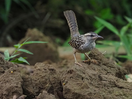 BINDENZAUNKÖNIG, FASCIATED WREN - CAMPYLORHYNCHUS FASCIATUS
