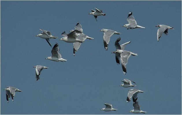 STURMMÖWE, MEW GULL (COMMON GULL), LARUS CANUS