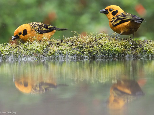 GOLDTANGARE, GOLDEN TANAGER - TANGARA ARTHUS