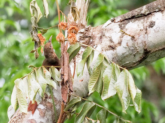 Fahlkehlbaumsteiger, Buff-throated Woodcreeper - Xiphorhynchus guttatus