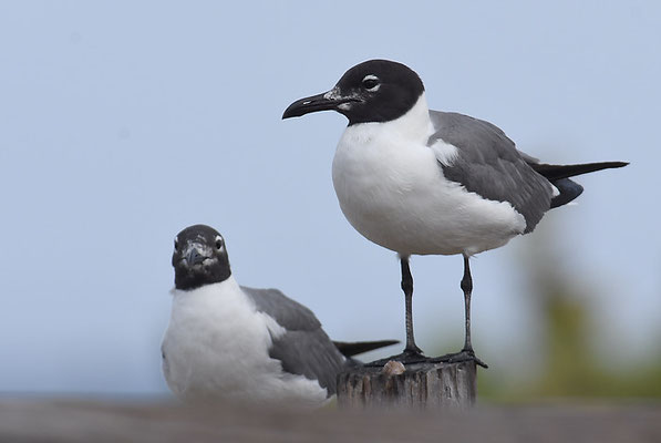 AZTEKENMÖWE, LAUGHING GULL, LEUCOPHAEUS ATRICILLA