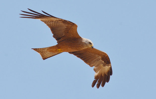 SCHWARZMILAN, BLACK KITE, MILVUS MIGRANS