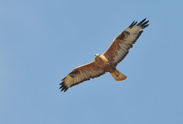 ADLERBUSSARD, LONG-LEGGED BUZZARD, BUTEO RUFINUS