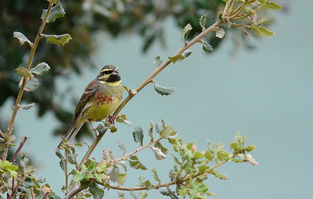 ZAUNAMMER, CIRL BUNTING, EMBERIZA CIRLUS