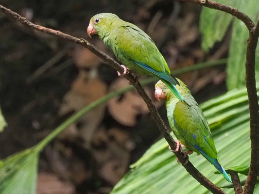 Kobaltflügelsittich, Cobalt-winged Parakeet - Brotogeris cyanoptera