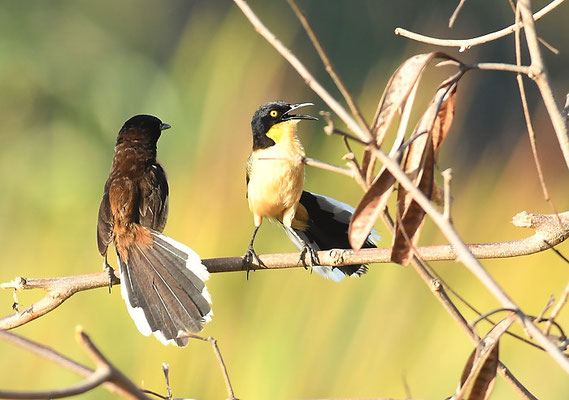 ROHRSPÖTTER, BLACK-CAPPED DONACOBIUS, DONACOBIUS ATRICAPILLA