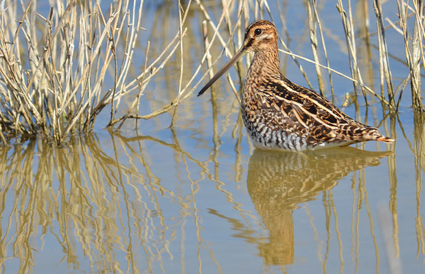 BEKASSINE, COMMON SNIPE, GALLINAGO GALLINAGO