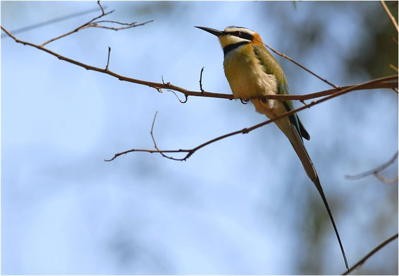 WEISSKEHLSPINT, WHITE-THROATED BEE-EATER, MEROPS ALBICOLLIS