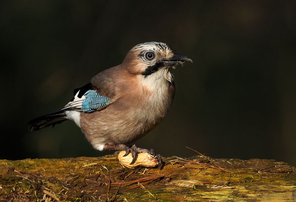 EICHELHÄHER, JAY, GARRULUS GLANDARIUS