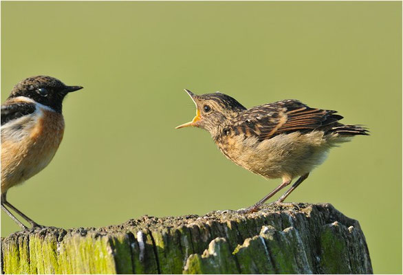 SCHWARZKEHLCHEN, STONECHAT, SAXICOLA TORQUATUS