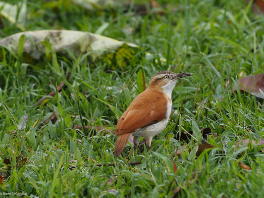 WEISSBAUCHTÖPFER, PACIFIC HORNERO - FURNARIUS CINNAMOMEUS