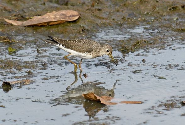 Einsamer Waldläufer, Solitary sandpiper, Tringa solitaria