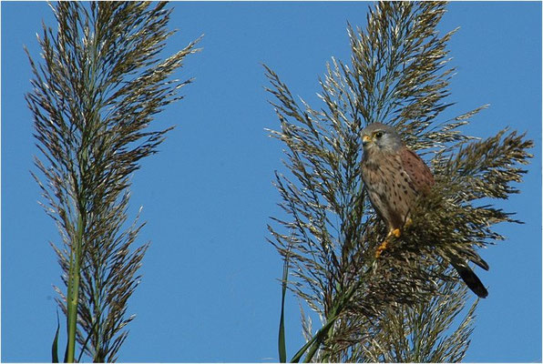 TURMFALKE, KESTREL, FALCO TINNUNCULUS