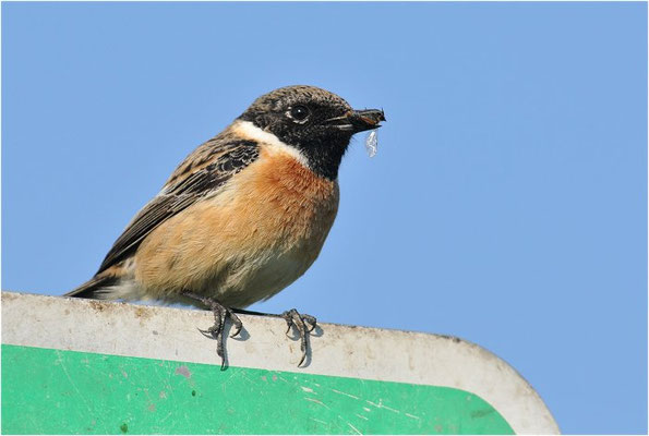 SCHWARZKEHLCHEN, STONECHAT, SAXICOLA TORQUATUS