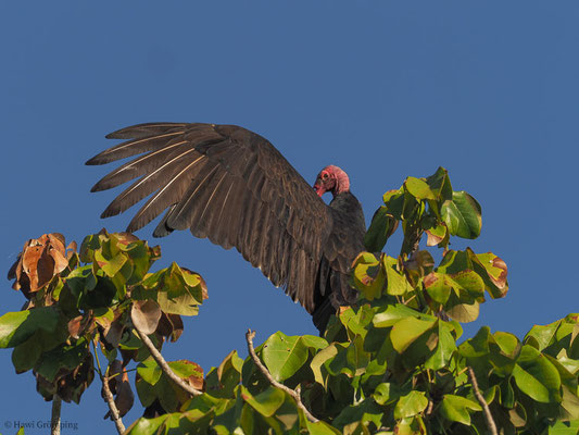 TRUTHAHNGEIER, TURKEY VULTURE, CATHARTES AURA