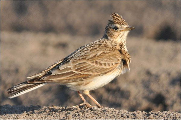 FELDLERCHE, SKYLARK, ALAUDA ARVENSIS