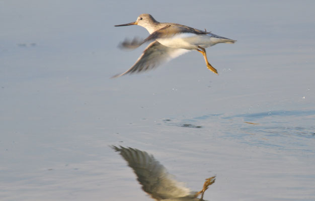TEREKWASSERLÄUFER, TEREK SANDPIPER, XENUS CINEREUS