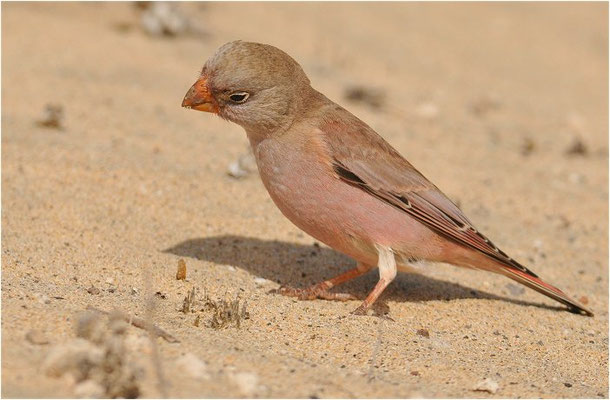WÜSTENGIMPEL, TRUMPETER FINCH, BUCANETES GITHAGINEUS