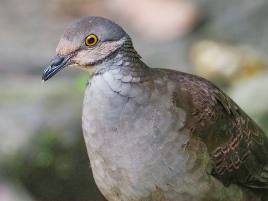 PERU-WACHTELTAUBE, WHITE-THROATED QUAIL-DOVE - ZENTRYGON FRENATA