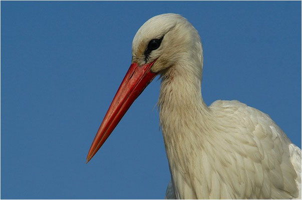 WEISSSTORCH, WHITE STORK, CICONIA CICONIA