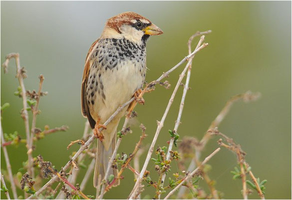 WEIDENSPERLING, SPANISH SPARROW, PASSER HISPANIOLENSIS