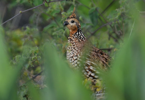 HAUBENWACHTEL, CRESTED BOBWHITE, COLINUS CRISTATUS
