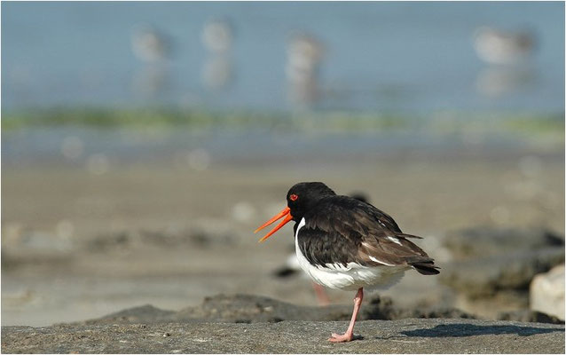 Austernfischer, Oyster-catcher, Haematopus ostralegus