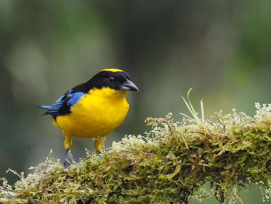BLAUFLÜGEL-BERGTANGARE, BLUE-WINGED MOUNTAIN-TANAGER - ANISOGNATHUS SOMPTUOSUS