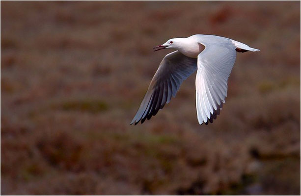 DÜNNSCHNABELMÖWE, SLENDER-BILLED GULL, CHROICOCEPHALUS GENEI