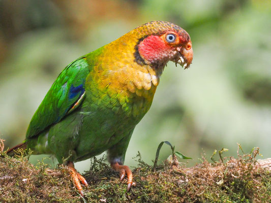 Rosenwangenpapagei, Rose-faceld Parrot - Pyrilla pulchra